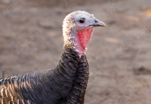 Profile of a young female thanksgiving turkey isolated on a over