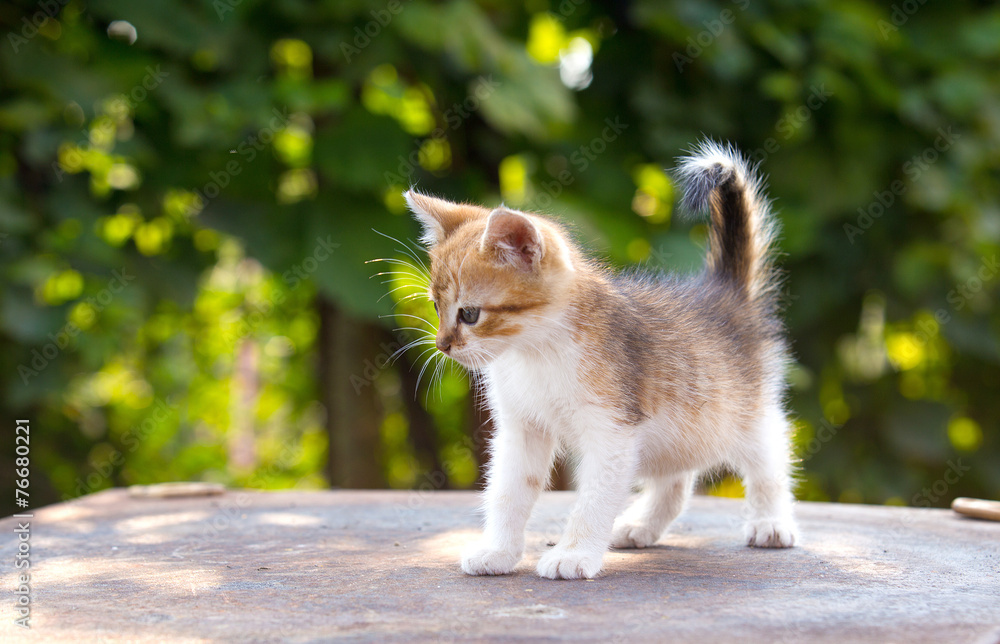 red, white kitten with blue eyes on green background