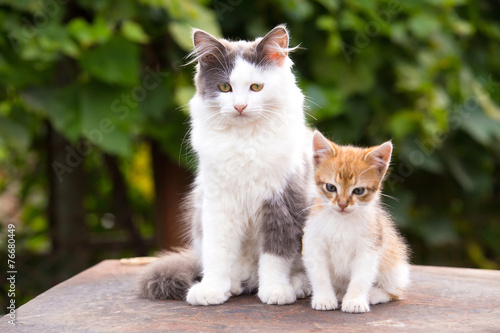 Canvas Print Two friends pretty cats sitting