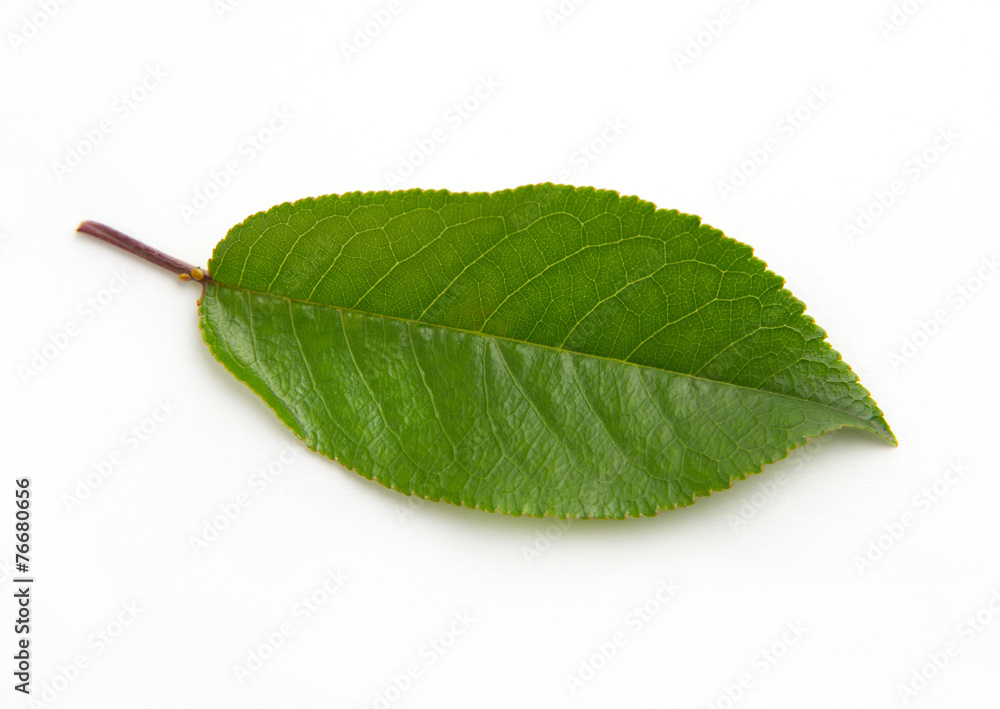 Fototapeta premium cherry green leaf isolated on white background