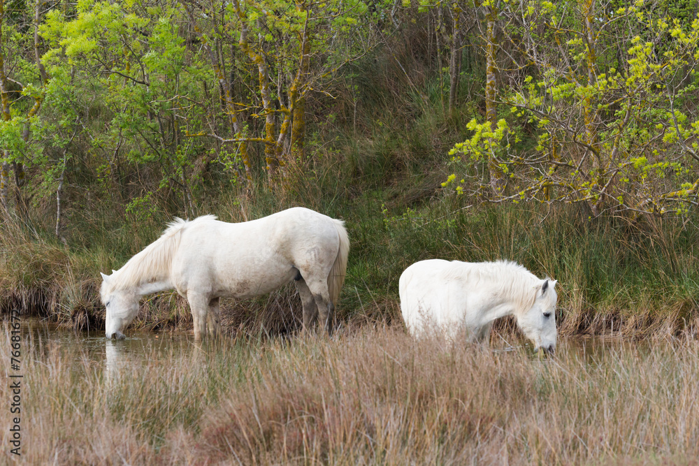 Camargue Schimmel weiden 1 Camargue Schimmel weiden 1