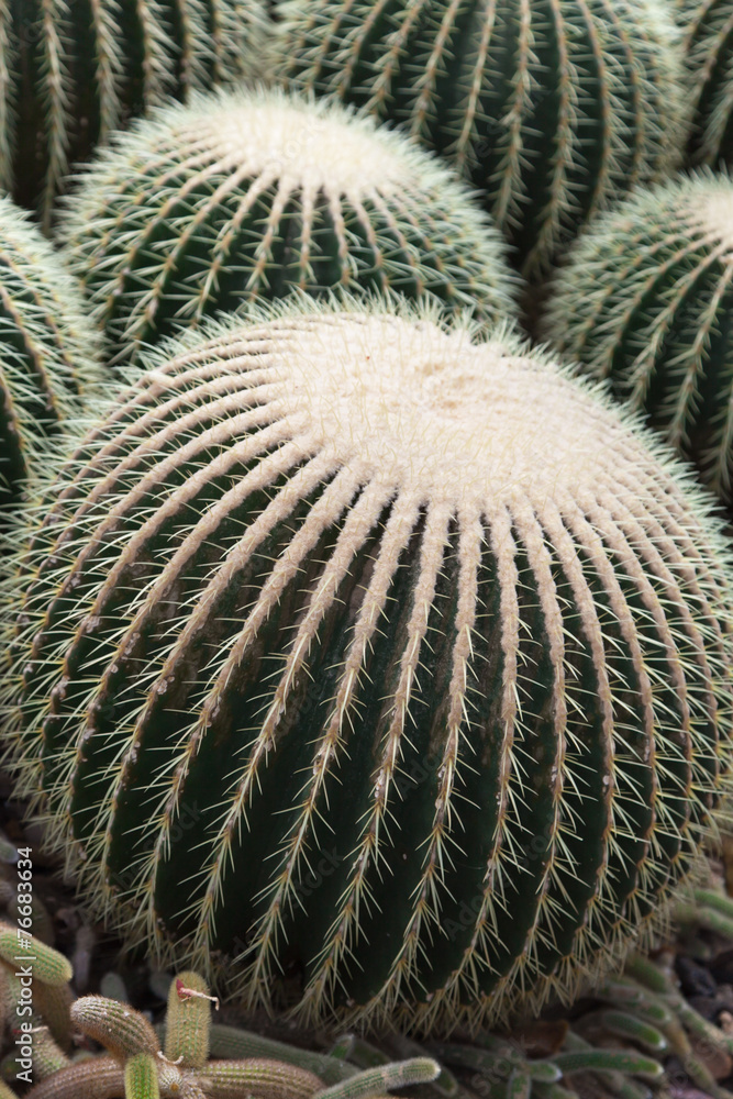Barrel Cactus at the Frederik Meijer Gardens & Park, MIv Barrel Cactus at the Frederik Meijer Gardens & Park, MIv