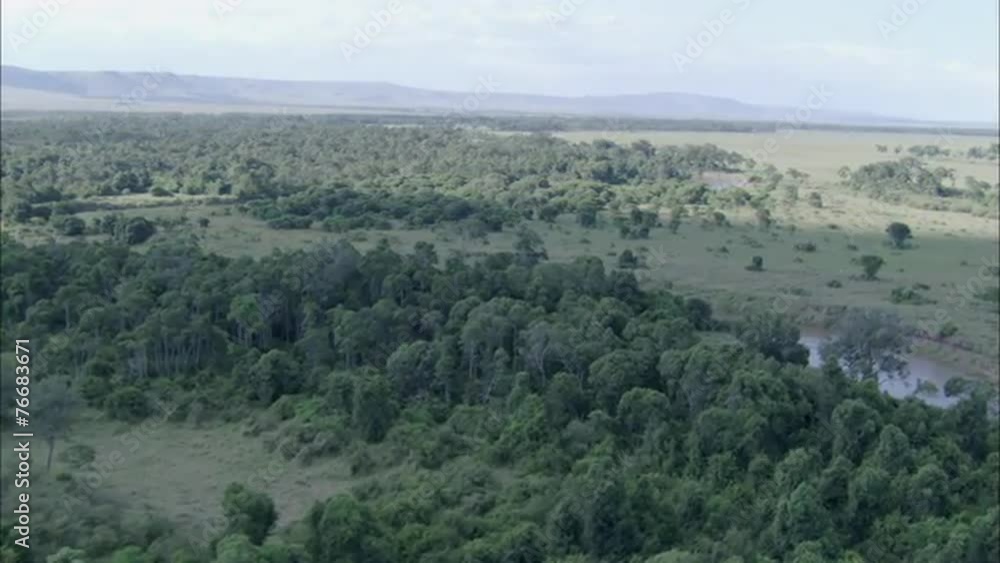 Forest River Jungle Trees Forest River Jungle Trees
