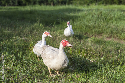 white ducks on green field, green grass, Agriculture photo