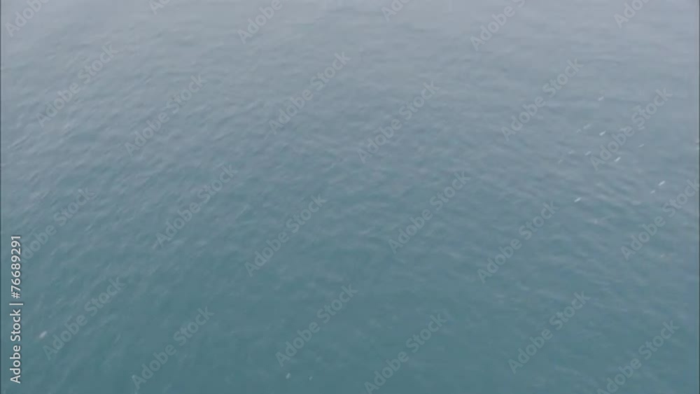 Pod Dolphins Ocean Pod Dolphins Ocean