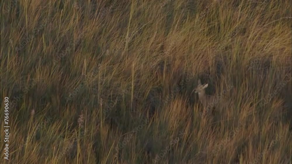 African Savanna Wild Deer African Savanna Wild Deer