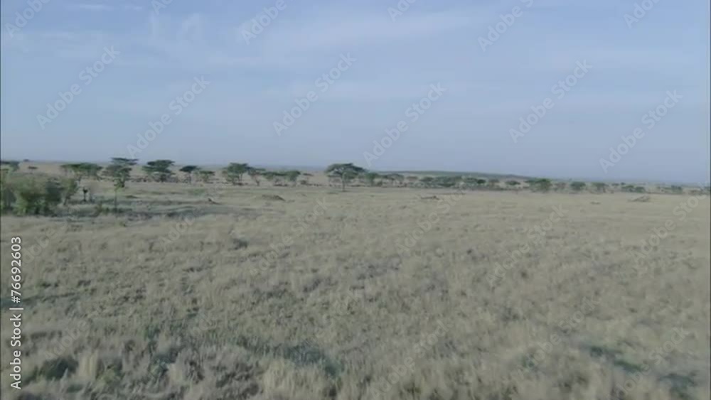 Savanna Wildebeest Grazing
