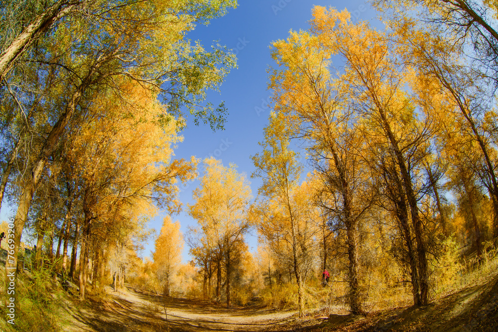 Obraz premium Inner Mongolia, China Populus euphratica