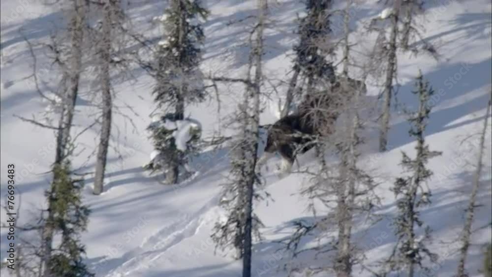 Frozen Tundra Elk Frozen Tundra Elk