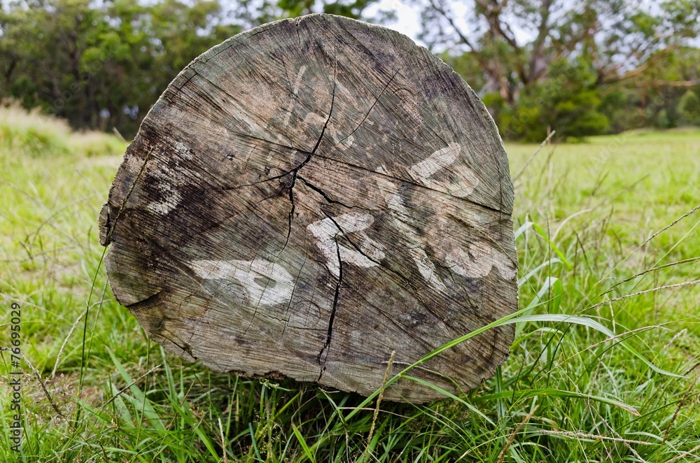 Wood Background Wood Background