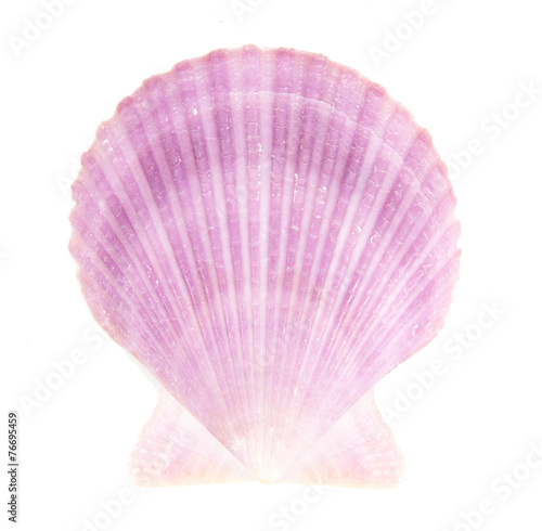 Purple Seashell