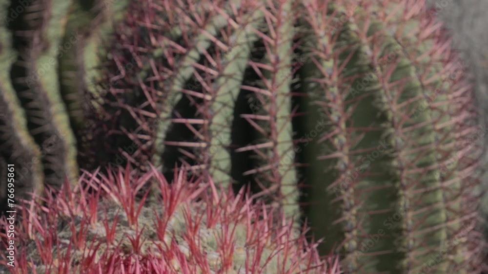 Red barrel cactus Red barrel cactus