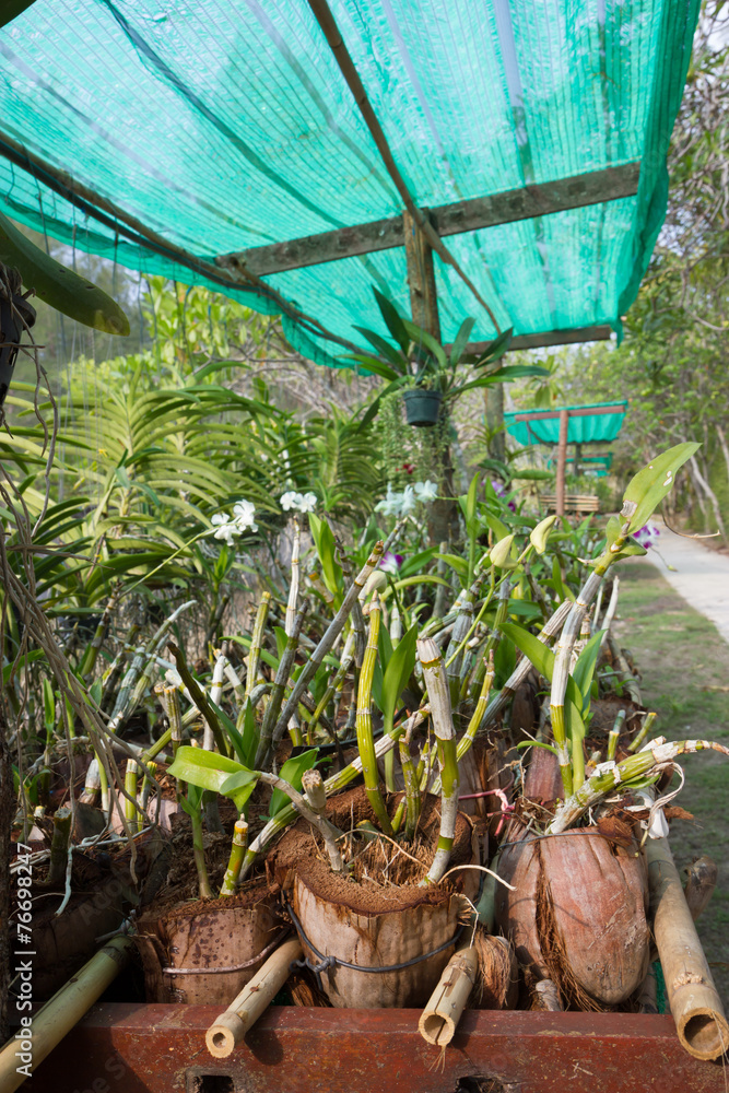 Orchid nurseries Stock Photo Adobe Stock