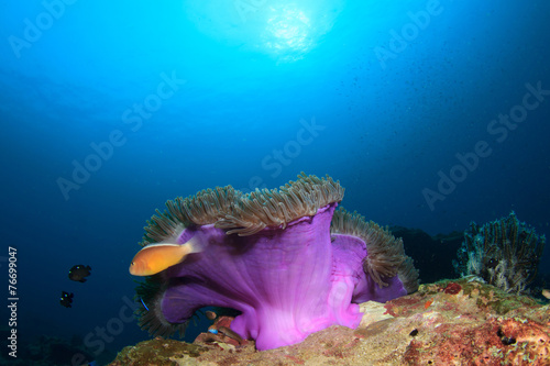 Anemone and clownfish in coral reef