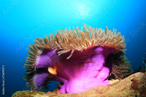Valokuvatapetti Anemone and clownfish in coral reef
