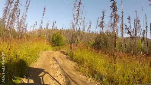 Alaska Forrest Trail Trees photo