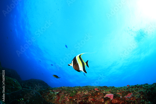 Moorish Idol fish on underwater reef