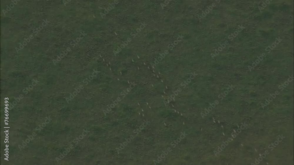 Grasslands Plain Prairie Deer Grasslands Plain Prairie Deer