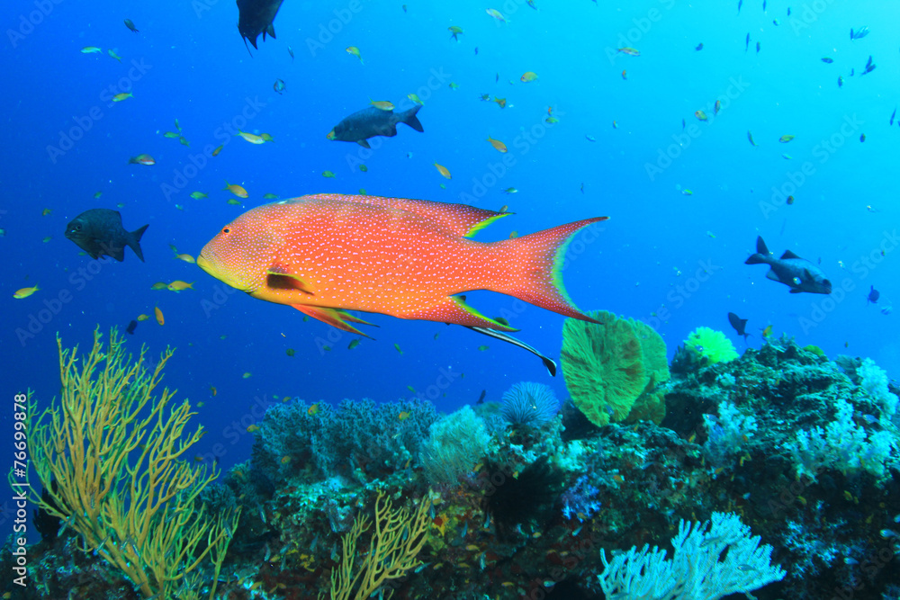 Lyretail Grouper fish on coral reef Lyretail Grouper fish on coral reef
