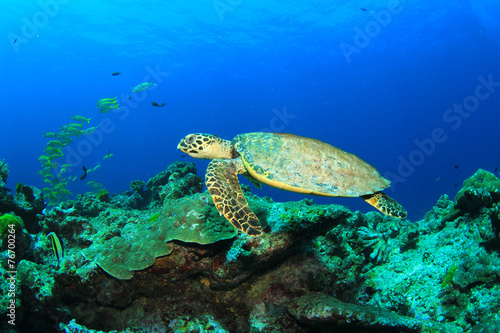 Fototapeta Naklejka Na Ścianę i Meble -  Hawksbill Sea Turtle