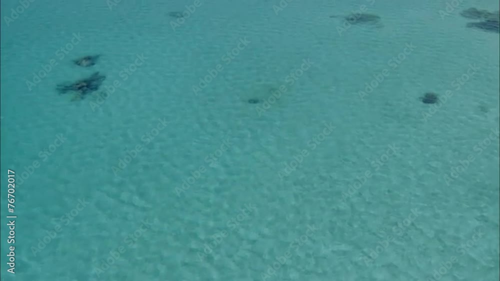 Coral Reef Coral Reef