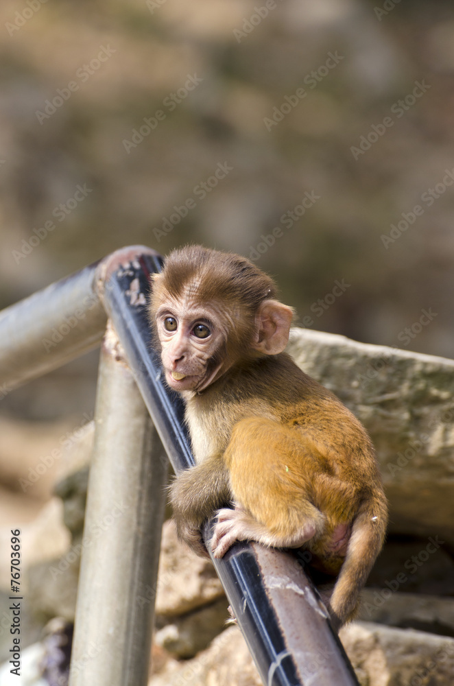beautiful little monkey baby on staircase fence
