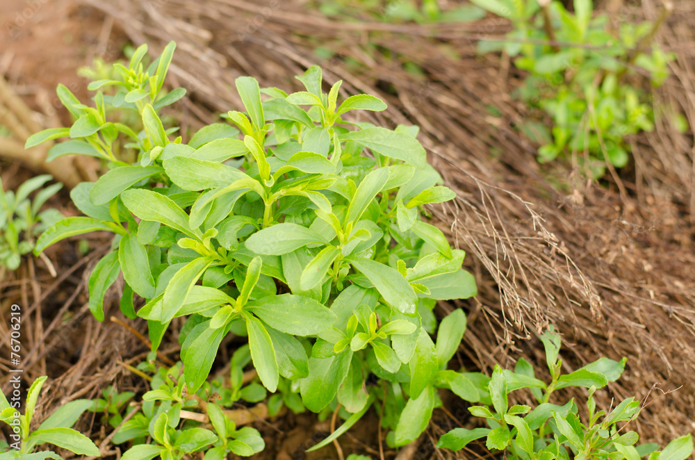 Obraz premium Stevia tree