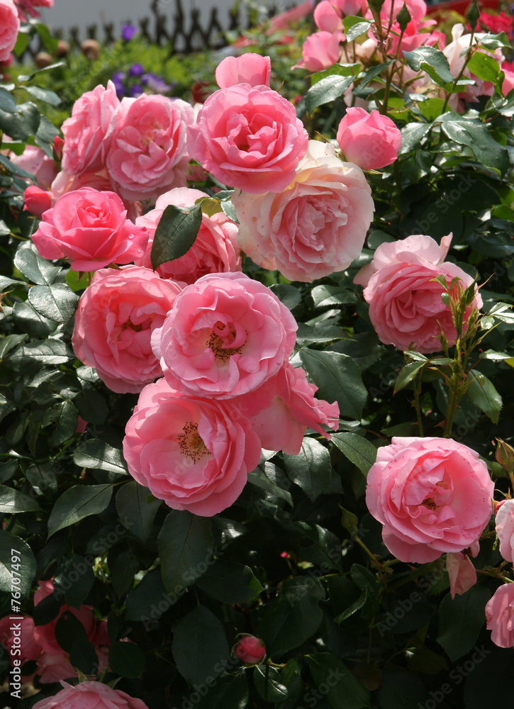 Rosen Stock Photo | Adobe Stock