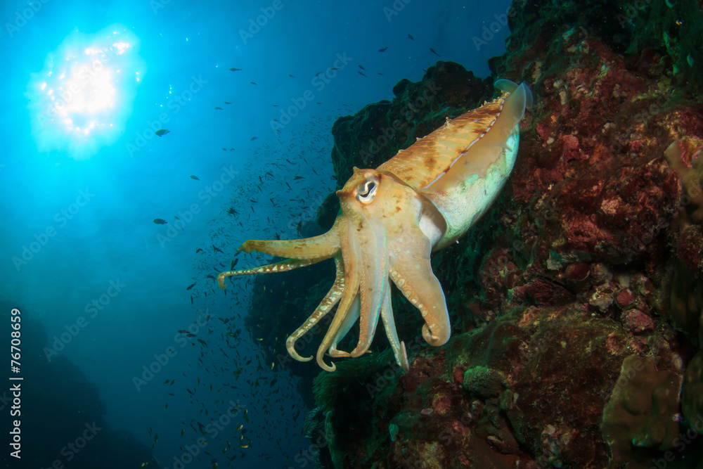 Obraz premium Cuttlefish underwater in ocean