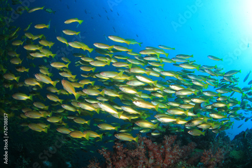 Fototapeta Naklejka Na Ścianę i Meble -  School Snapper Fish underwater in ocean