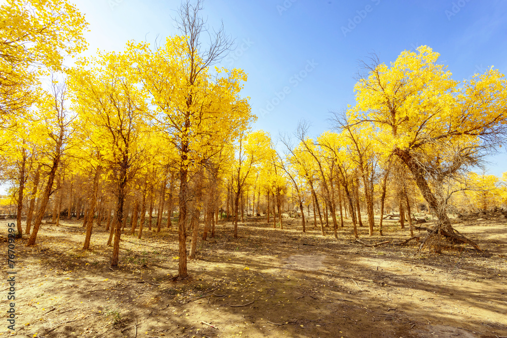Fototapeta premium Inner Mongolia, China Populus euphratica