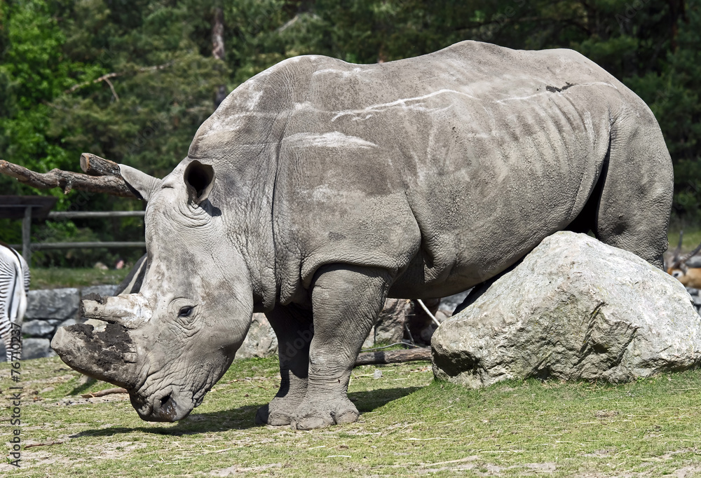 Obraz premium African rhinoceros