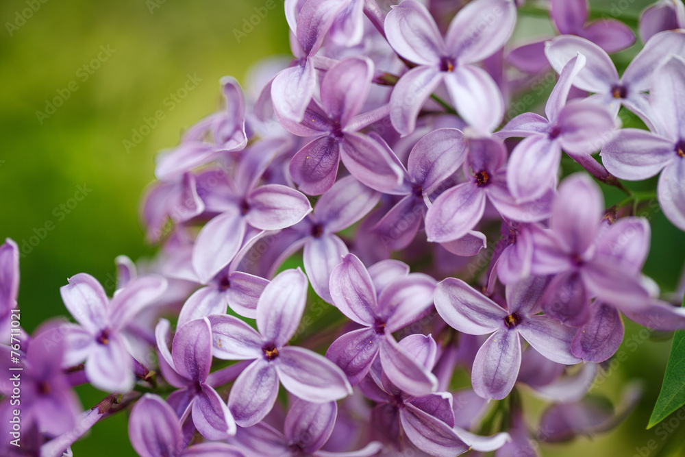 Lilac Flowers in Spring Lilac Flowers in Spring