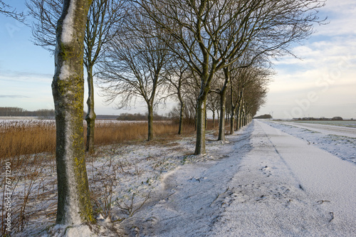 Row of trees along a snowy road in winter