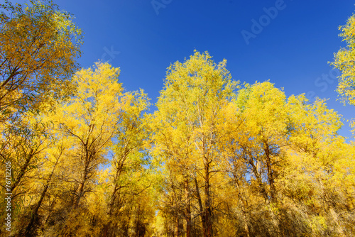 Inner Mongolia, China Populus euphratica