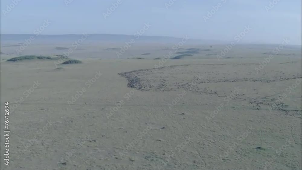 Savanna Africa Wildebeest Grasslands Savanna Africa Wildebeest Grasslands