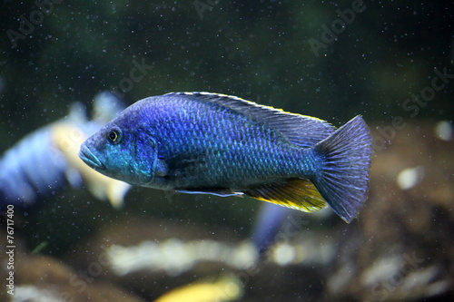 Blauer Malawisee-Buntbarsch