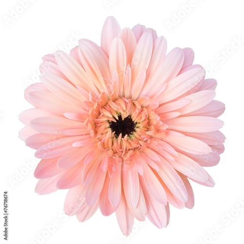 Pink pot marigold isolated