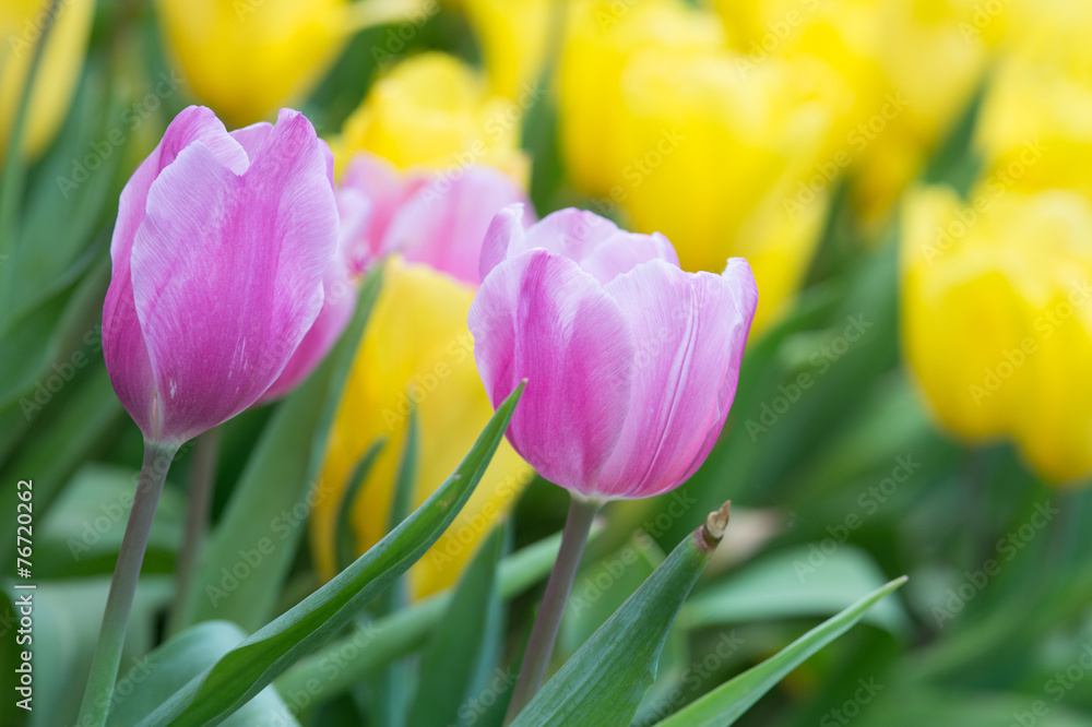 Pink tulips field Pink tulips field