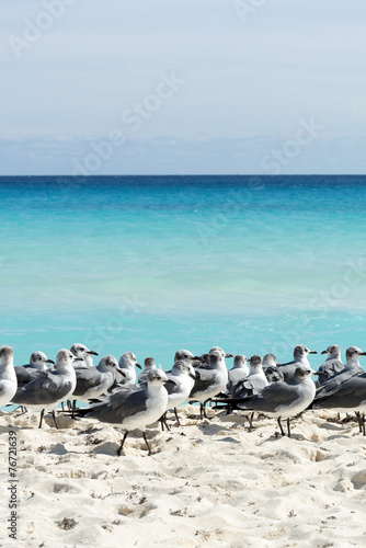 Seagull on the Cancun beach, Yucatan, Mexico
