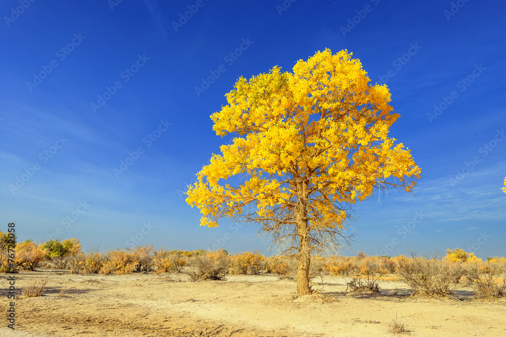 Obraz premium Inner Mongolia, China Populus euphratica