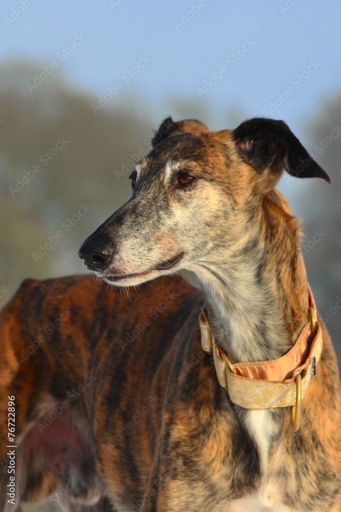 Galgo Espanol Galgo Espanol