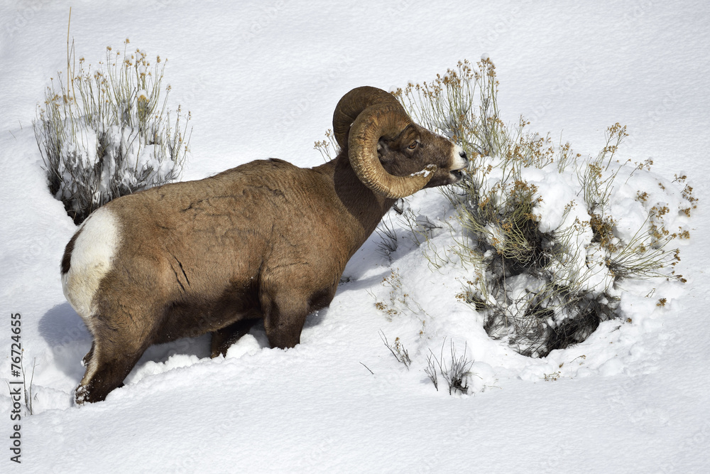Naklejka premium Bighorn sheep in Snow