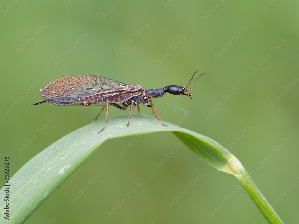 Gefleckte Kamelhalsfliege (Phaeostigma notata) Gefleckte Kamelhalsfliege (Phaeostigma notata)