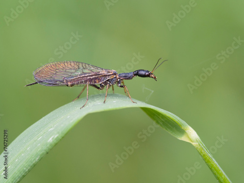 Gefleckte Kamelhalsfliege  (Phaeostigma notata)