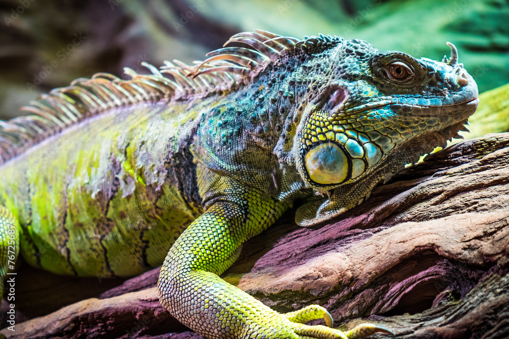 Fototapeta premium Lizard