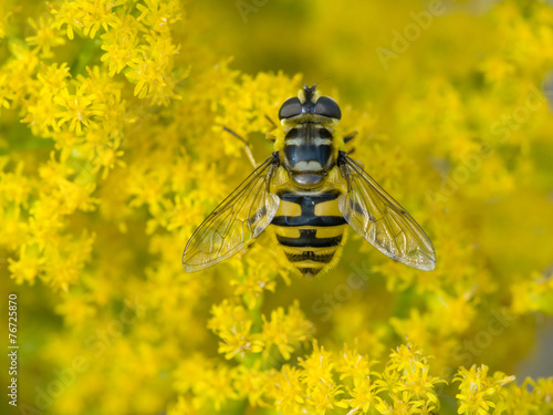 Totenkopfschwebfliege (Myathropa florea)