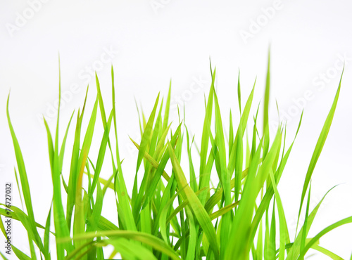 Green spring grass isolated on white background