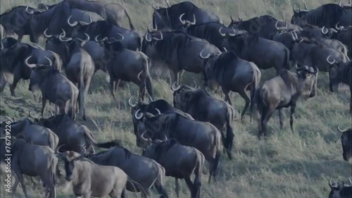 Wallpaper Mural Grasslands Wildebeest Torontodigital.ca