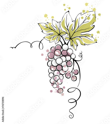 Watercolor illustration, vector -- bunch of grapes